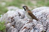 Kenya Rufous Sparrowborder=
